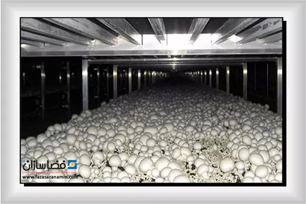 مزایا و معایب قفسه بندی سالن پرورش قارچ